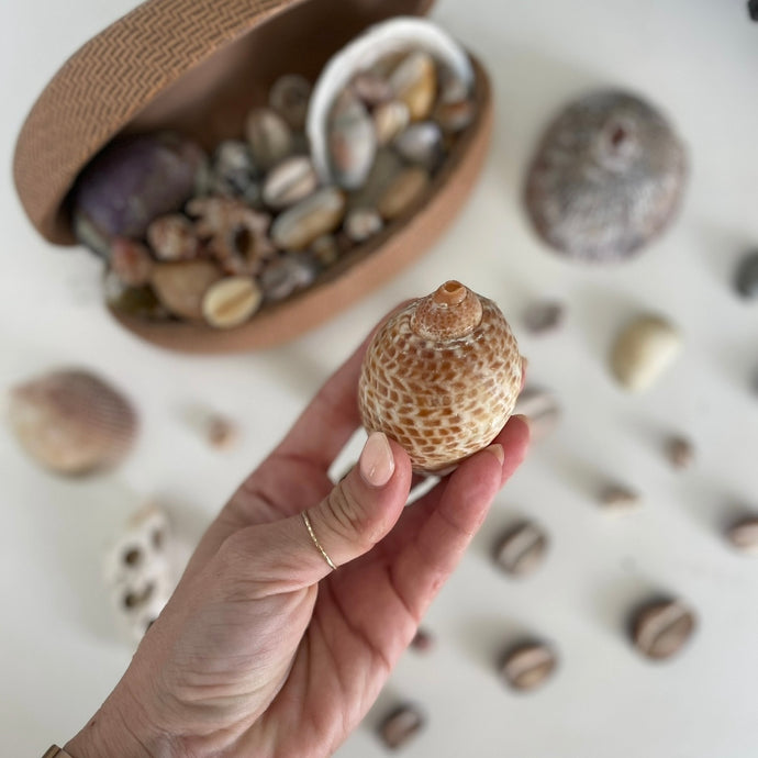 Cleaning Sea Shells with Muriatic Acid